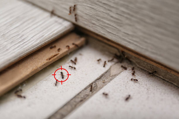 Best Affordable Pest Control Services  in Alexandria, MN
