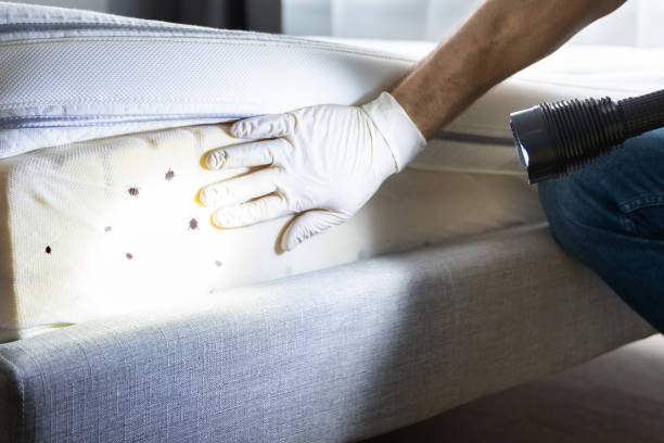  Alexandria, MN Pest Control Pros