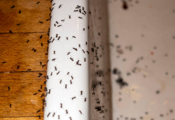 Best Wildlife Control Services  in Alexandria, MN