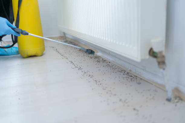 Professional Pest Control in Alexandria, MN